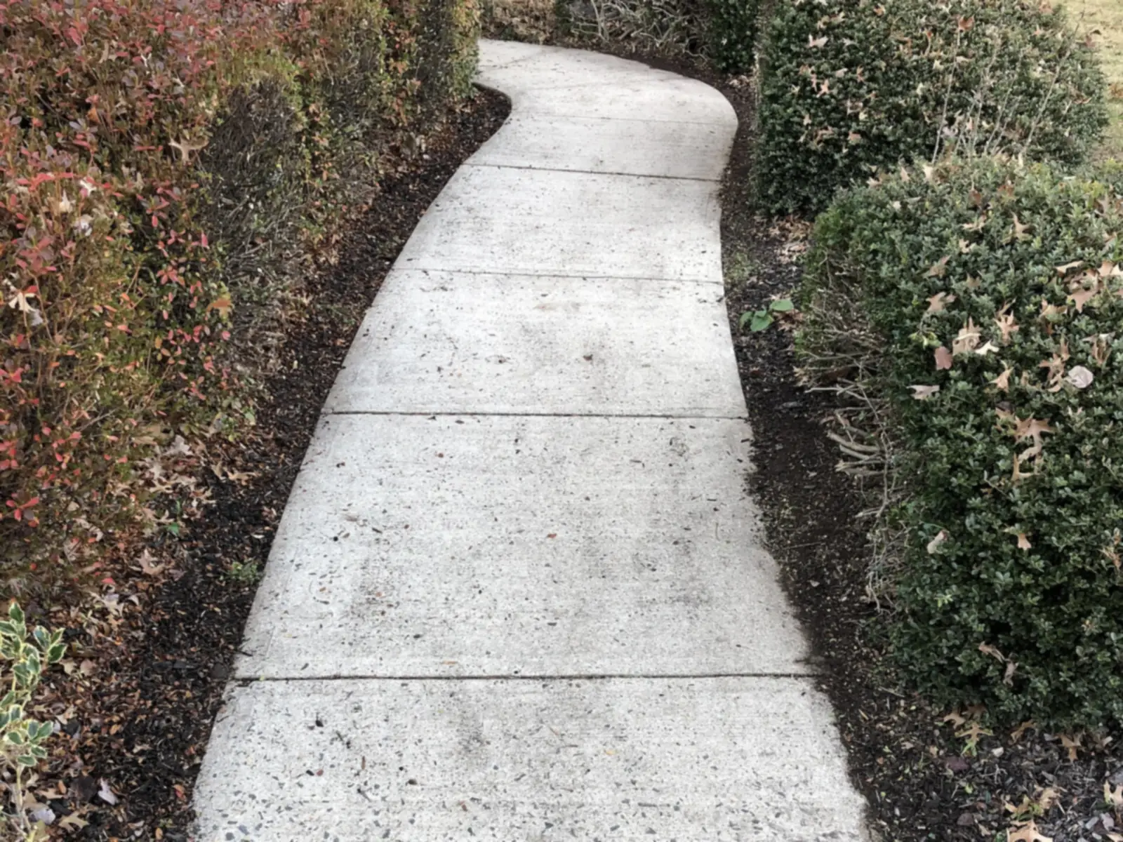 Concrete walkway leading through a front yard to a house entry